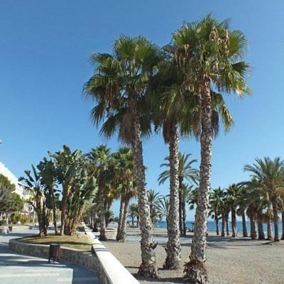 Sunshine Apartment At Tropical Coast Of Granada Almuñécar Екстериор снимка